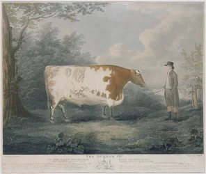 The Durham Ox, engraved by J. Wessel